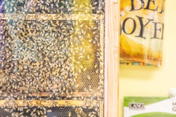 Northern Virginia Bee Hive