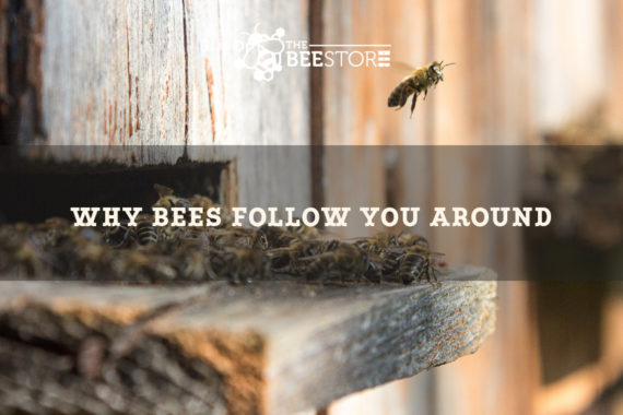 Reason Bees follow humans.