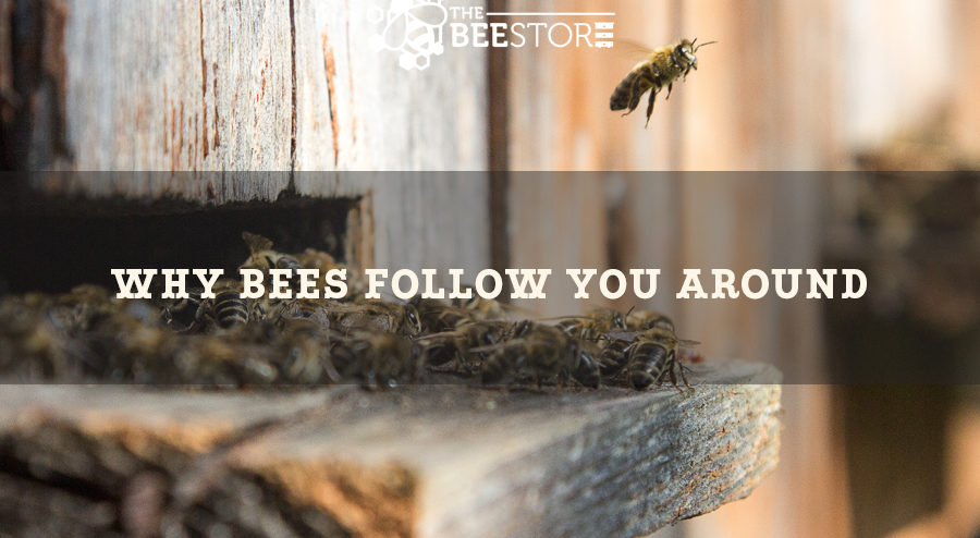 Reason Bees follow humans.