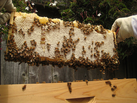 A-full-frame-of-honey_large