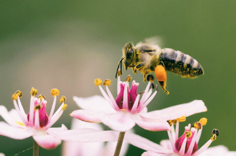Pollen_Collecting_large